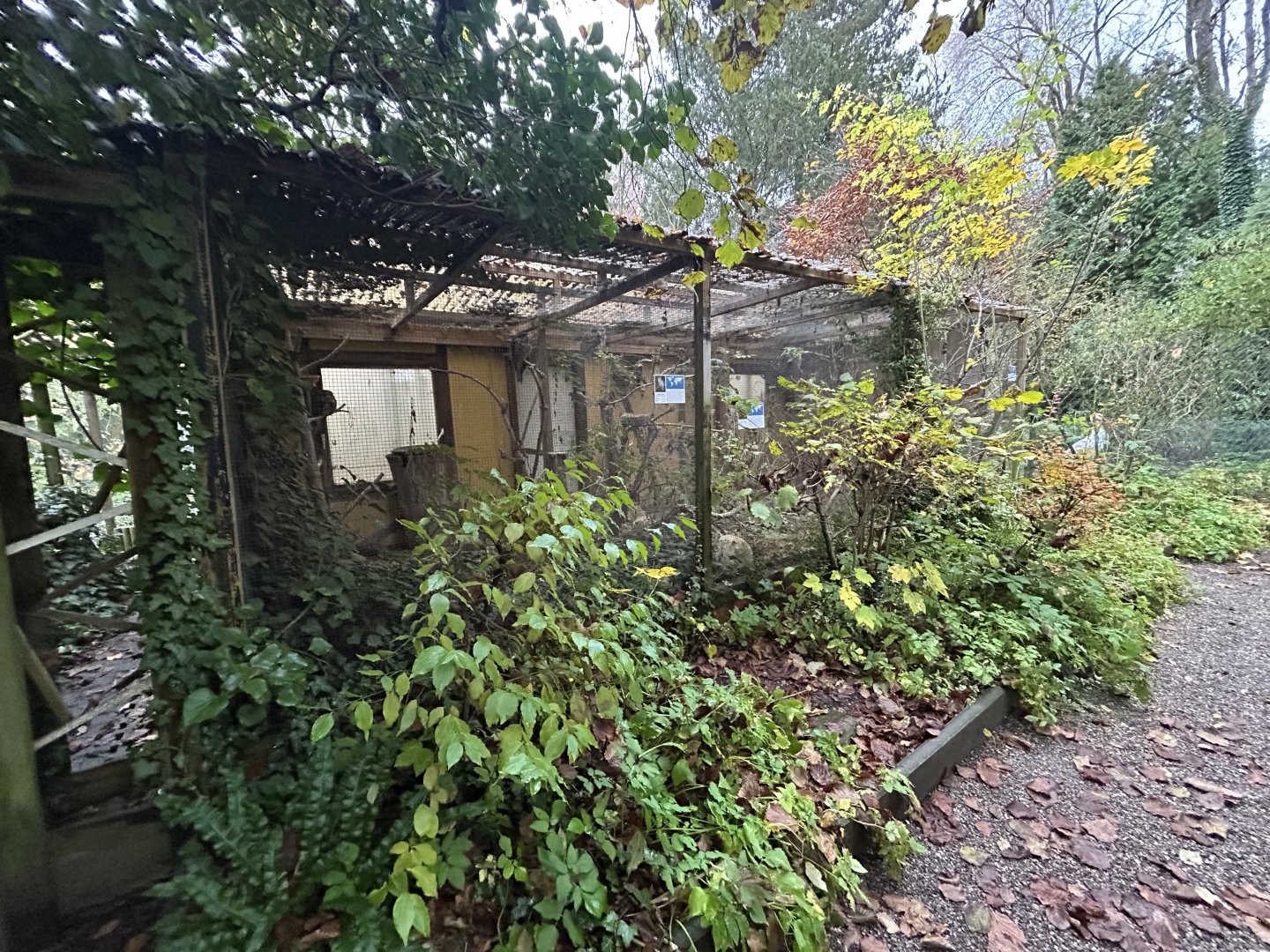 Tawny Frogmouth Aviary