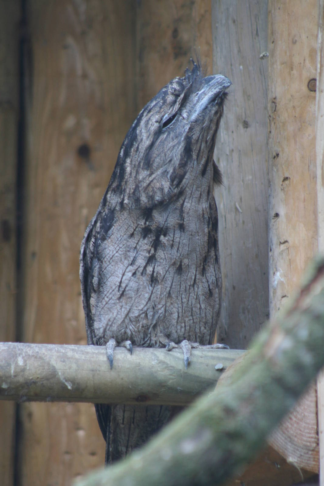 Tawny Frogmouth @ Chester; 17.07.10