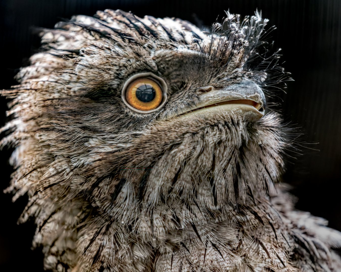 Tawny Frogmouth Chick / 16-6-22 / Hamerton