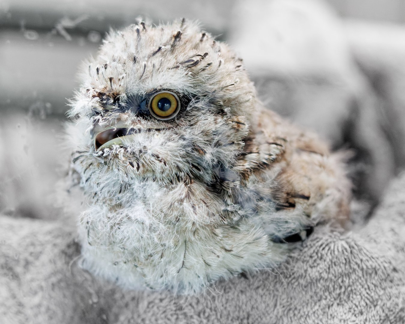 Tawny Frogmouth Chick / 26-5-22 / Hamerton