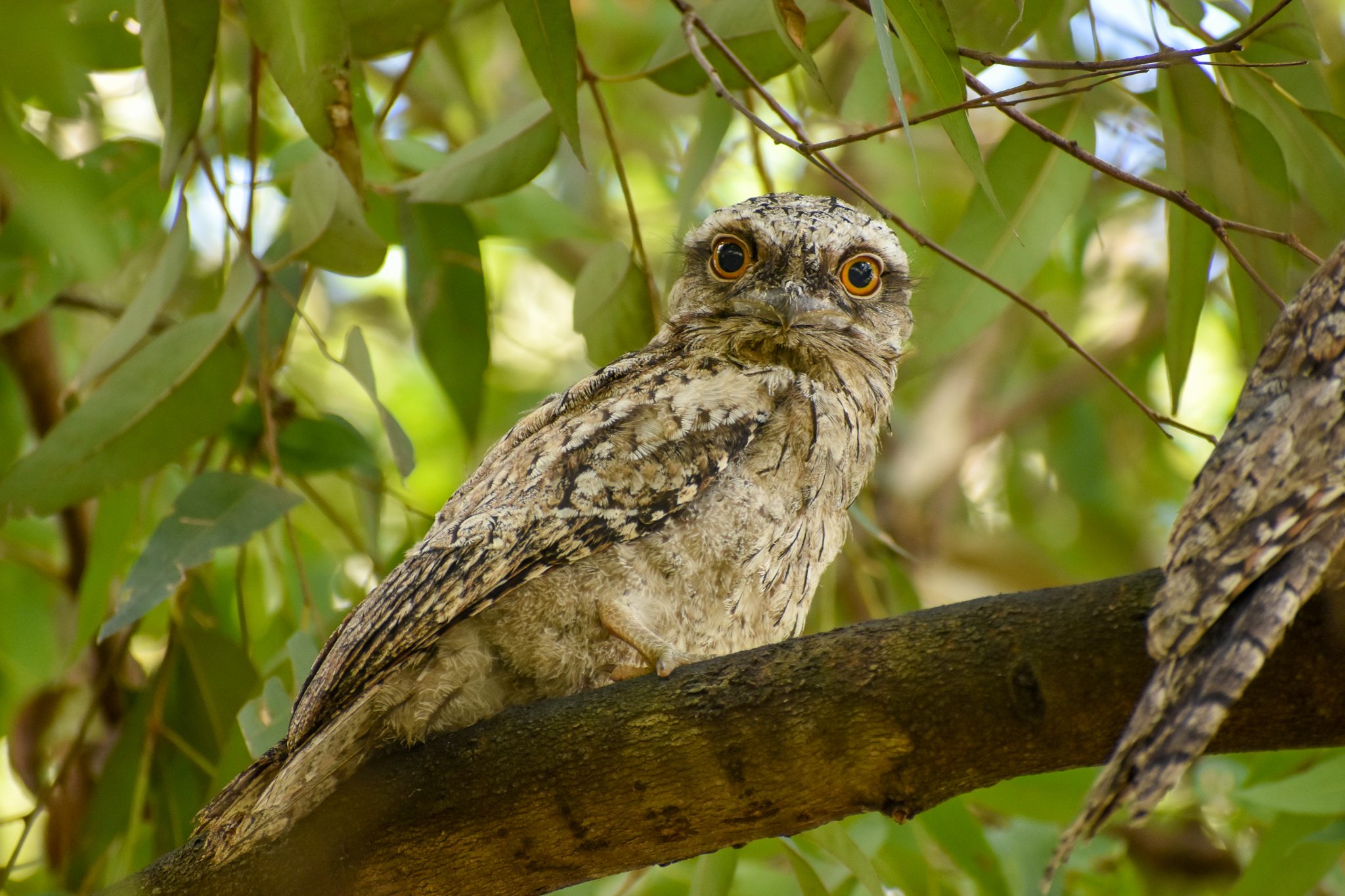 Tawny Frogmouth chick