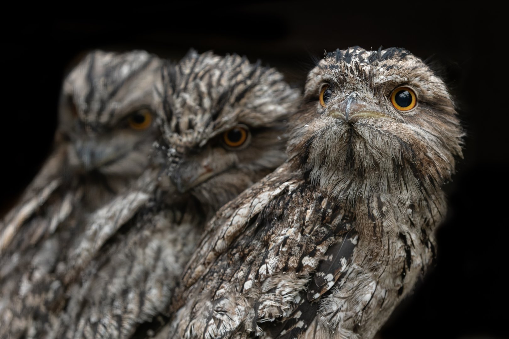 Tawny Frogmouth Chicks / 14-7-22 / Hamerton