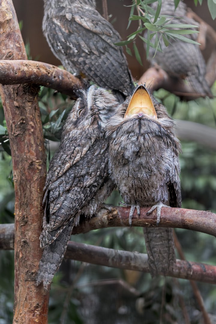Tawny Frogmouth Chicks (yawn)  / 26-7-22 / Hamerton