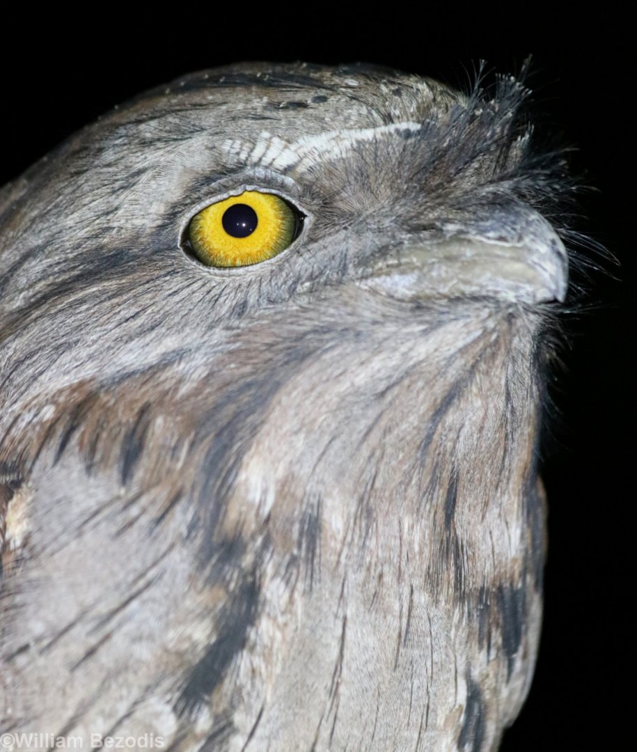 Tawny Frogmouth Closeup - King's Park