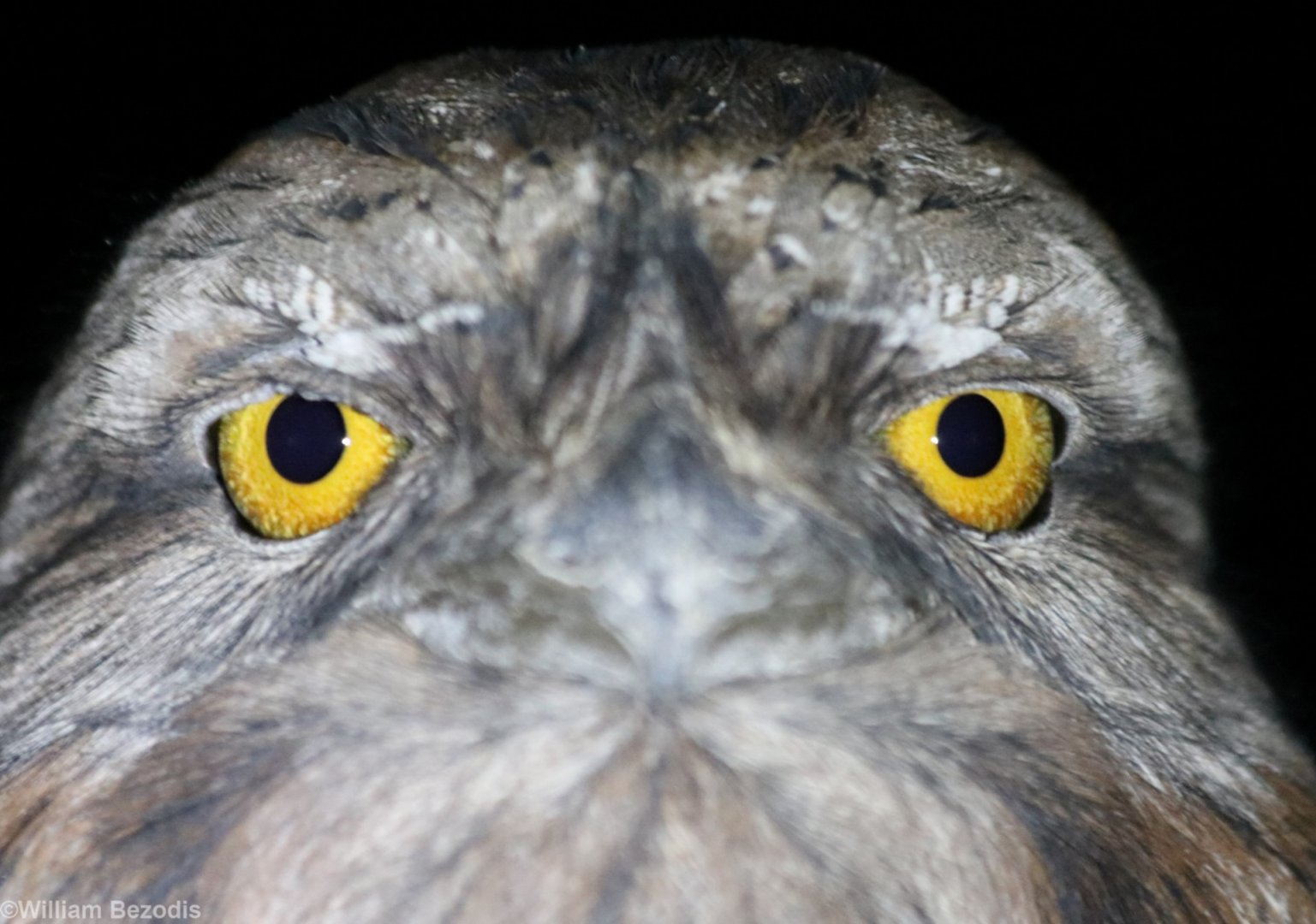 Tawny Frogmouth Closeup - King's Park
