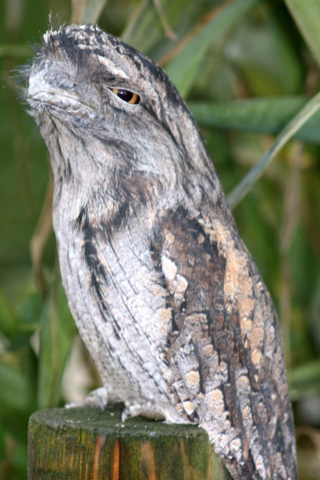 Tawny frogmouth; Cotswold Wildlife Park; 20th November 2010