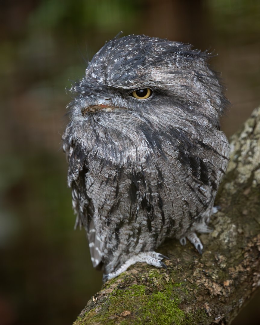 Tawny Frogmouth / Cotswold Wildlife Park / 5-4-23