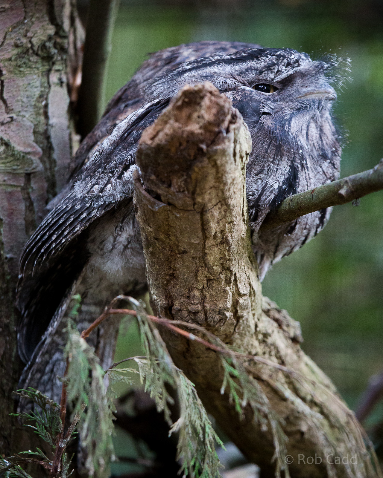 Tawny frogmouth : Cotswold WP : 25 Oct 2014