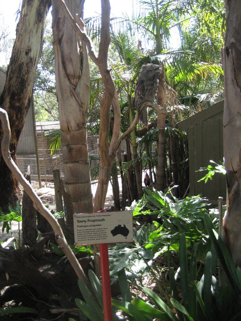 Tawny Frogmouth display