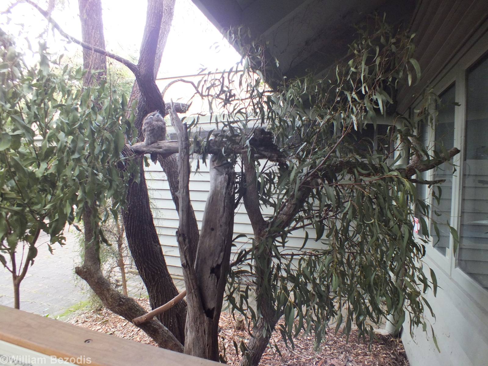 Tawny Frogmouth Enclosure