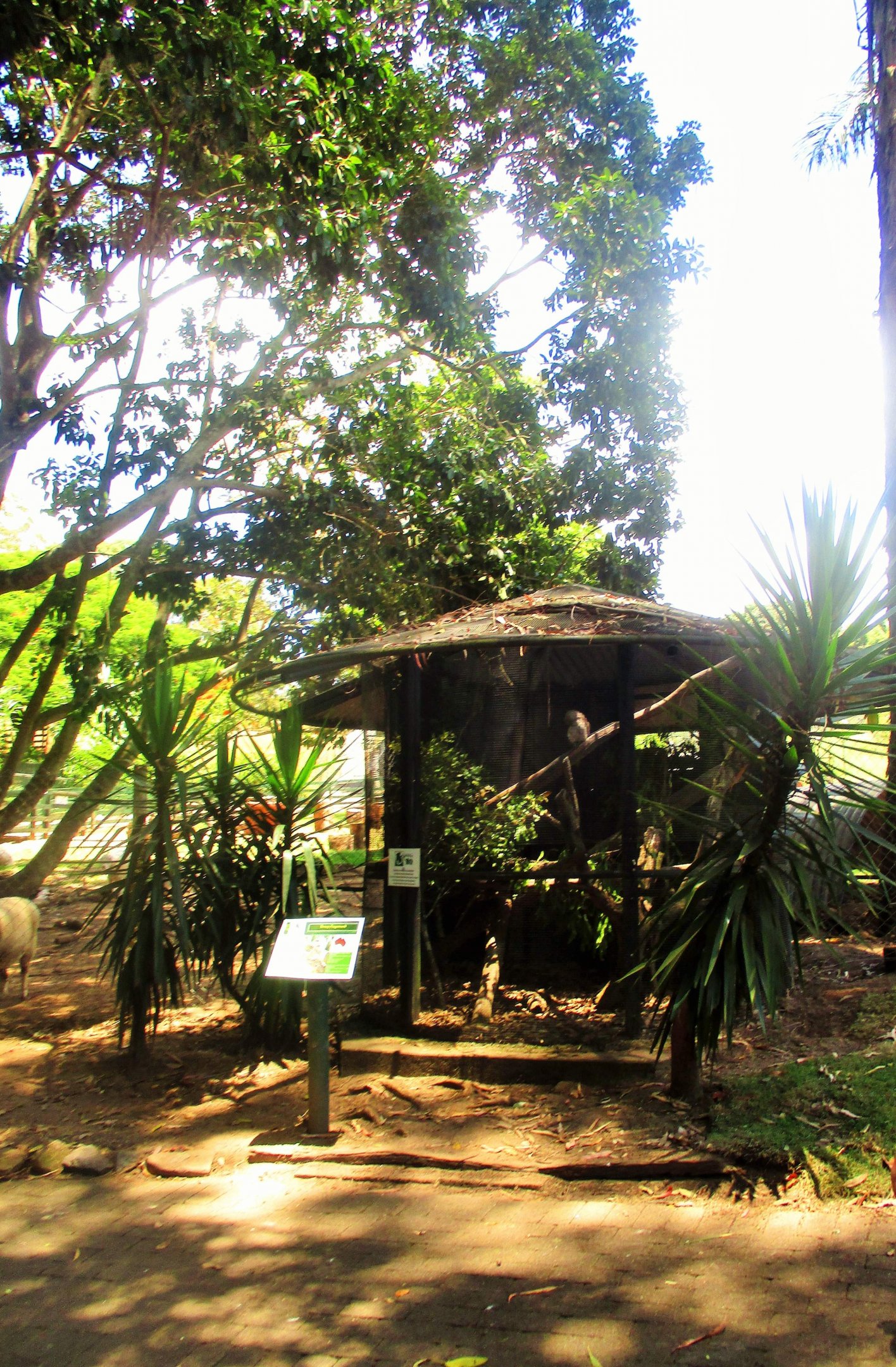 Tawny Frogmouth Enclosure