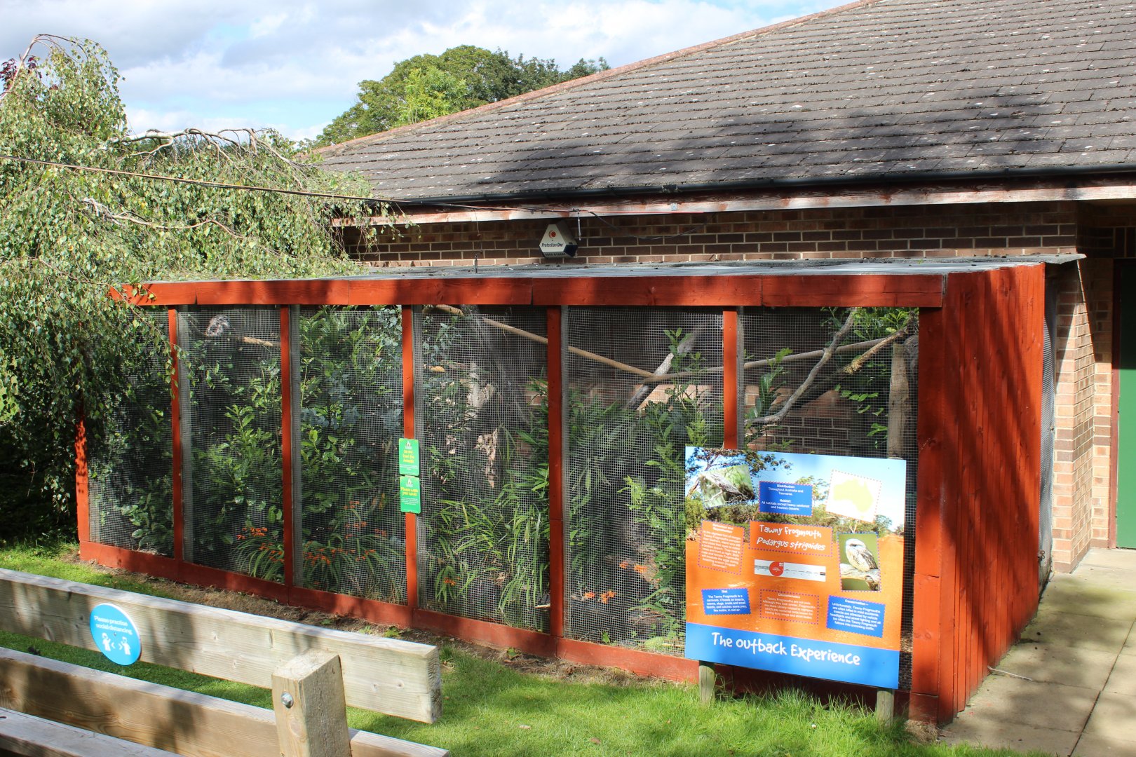 Tawny frogmouth enclosure