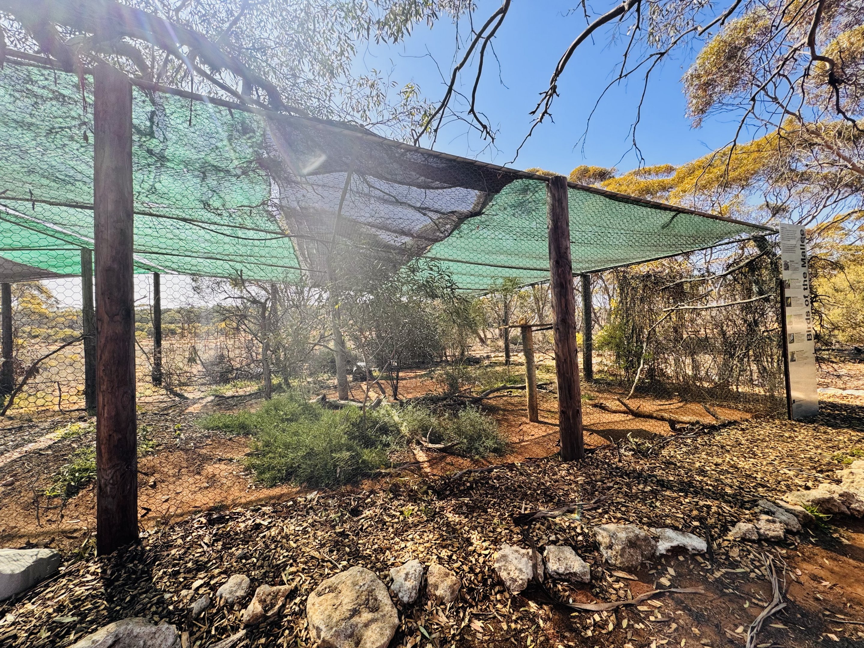 Tawny frogmouth enclosure