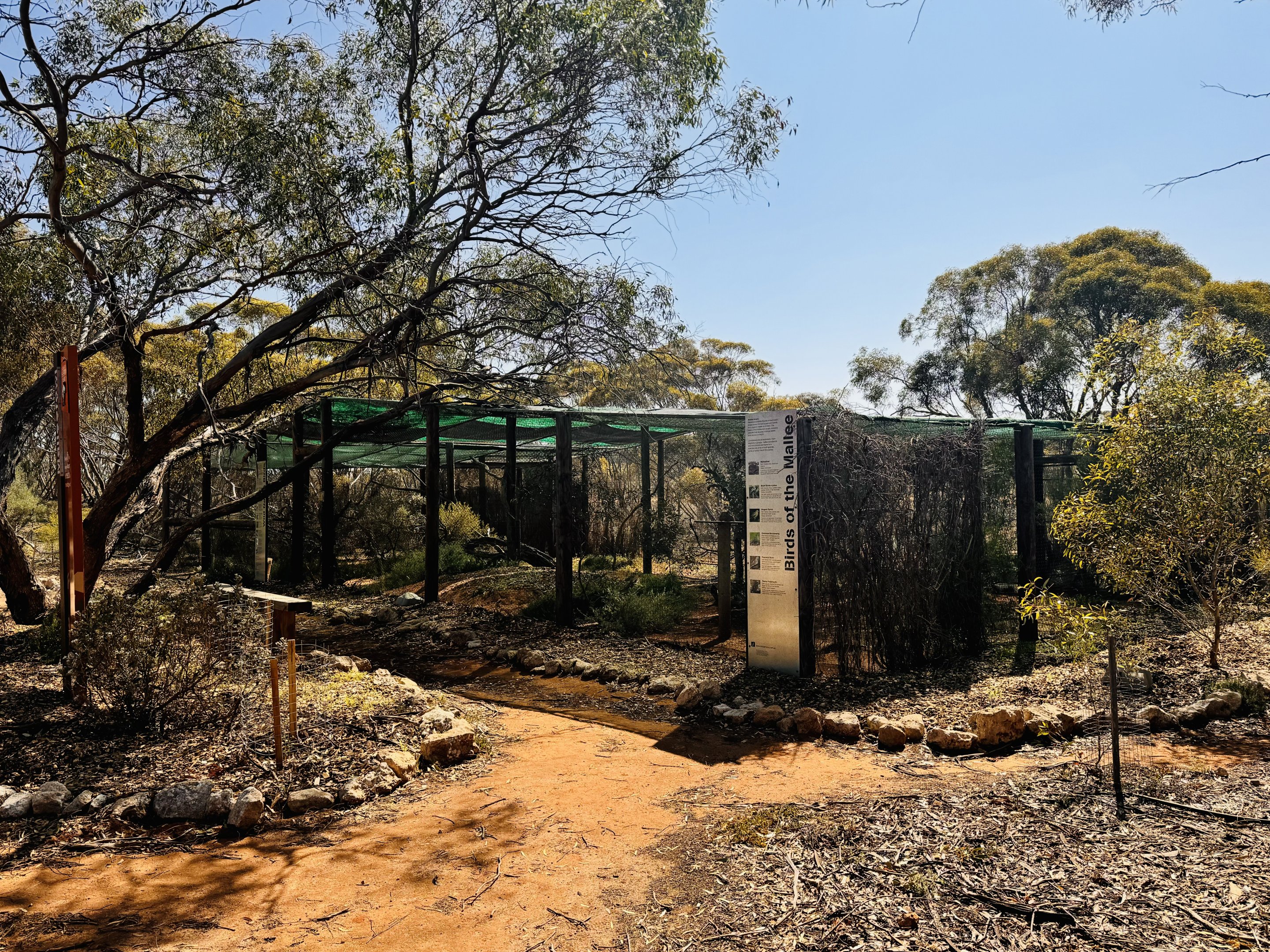 Tawny frogmouth enclosure