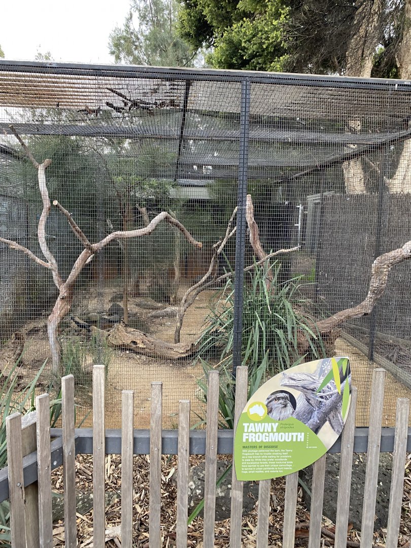 Tawny Frogmouth Enclosure