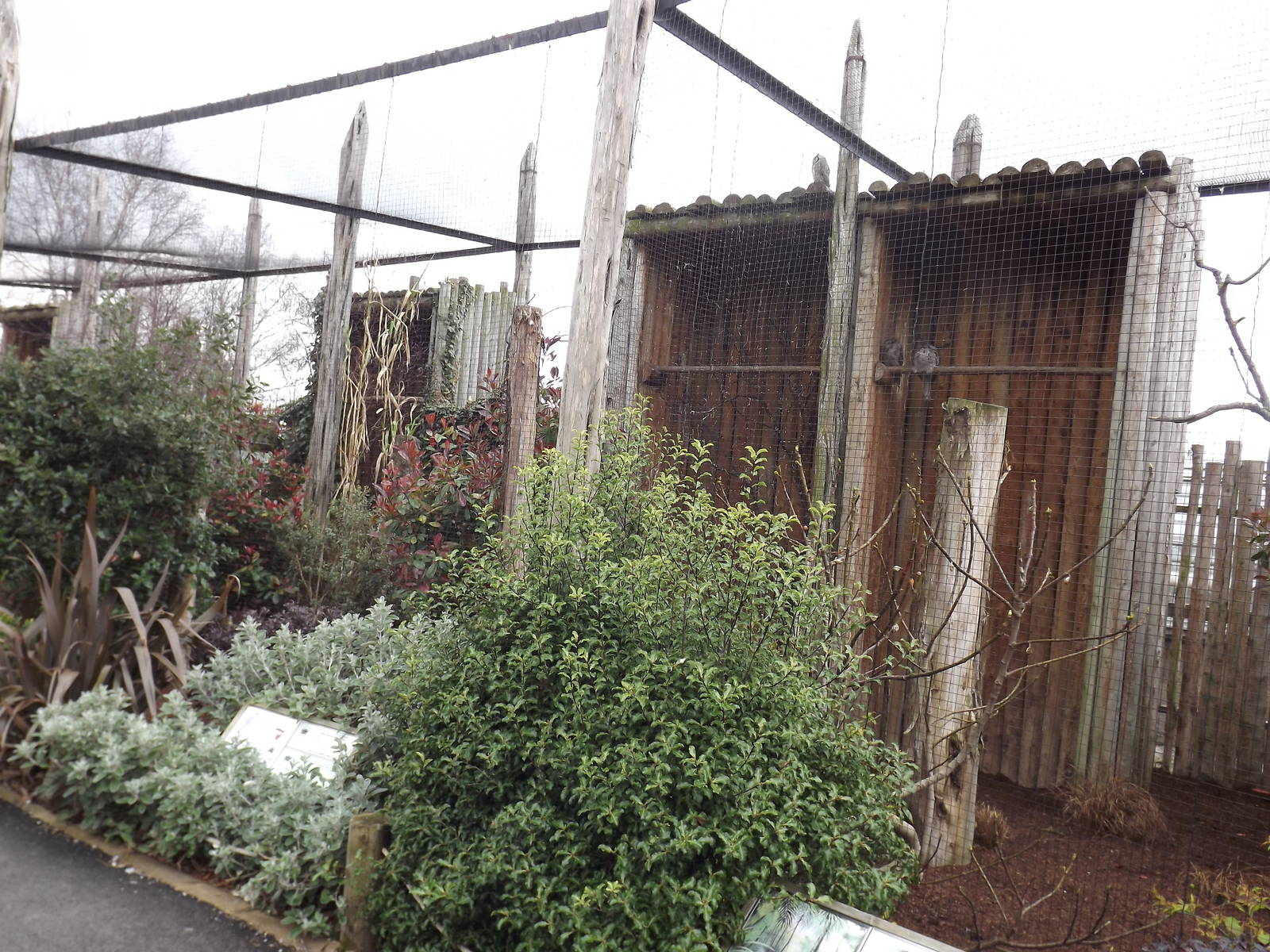 Tawny Frogmouth exhibit at Chester Zoo 31/03/12