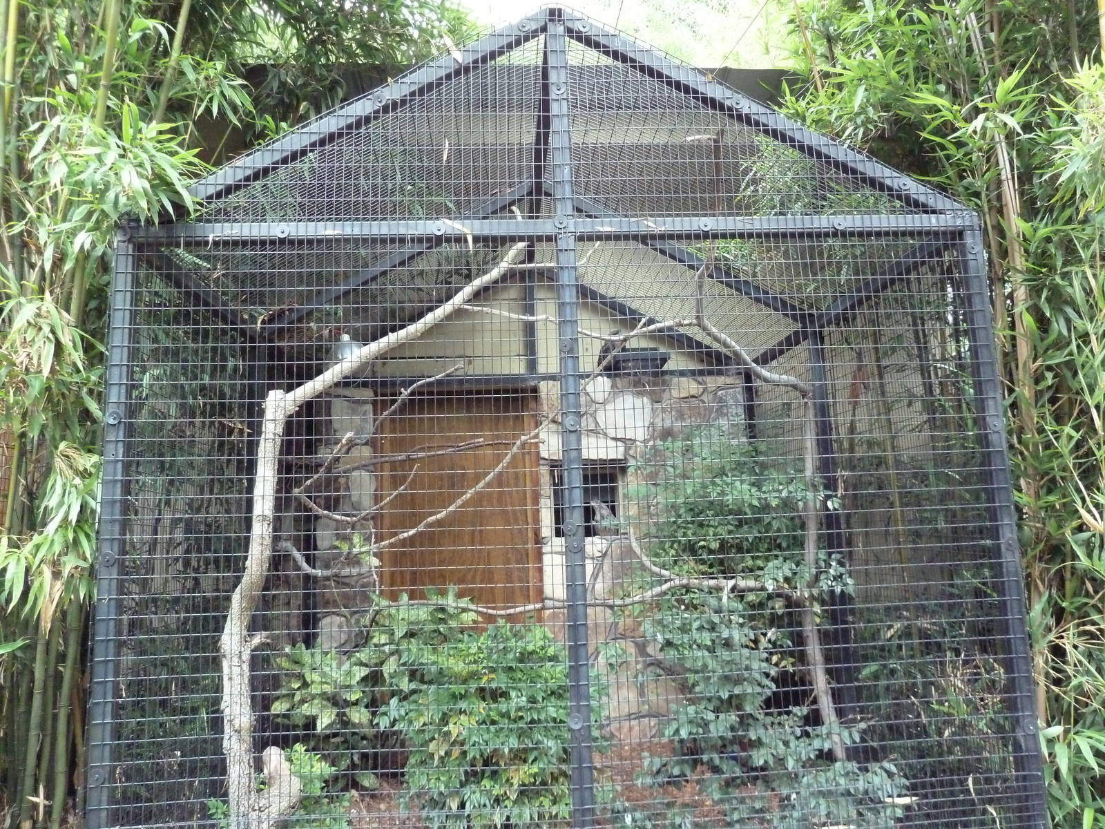 Tawny Frogmouth Exhibit