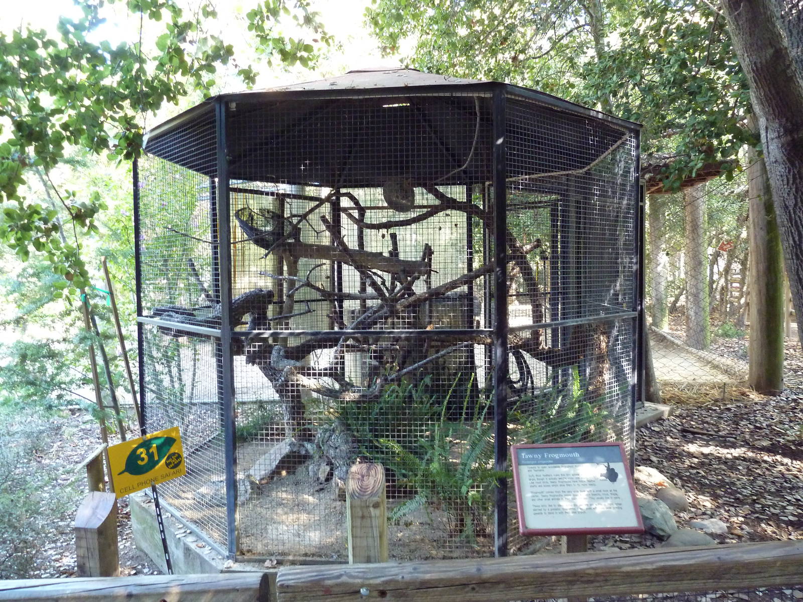 Tawny Frogmouth Exhibit