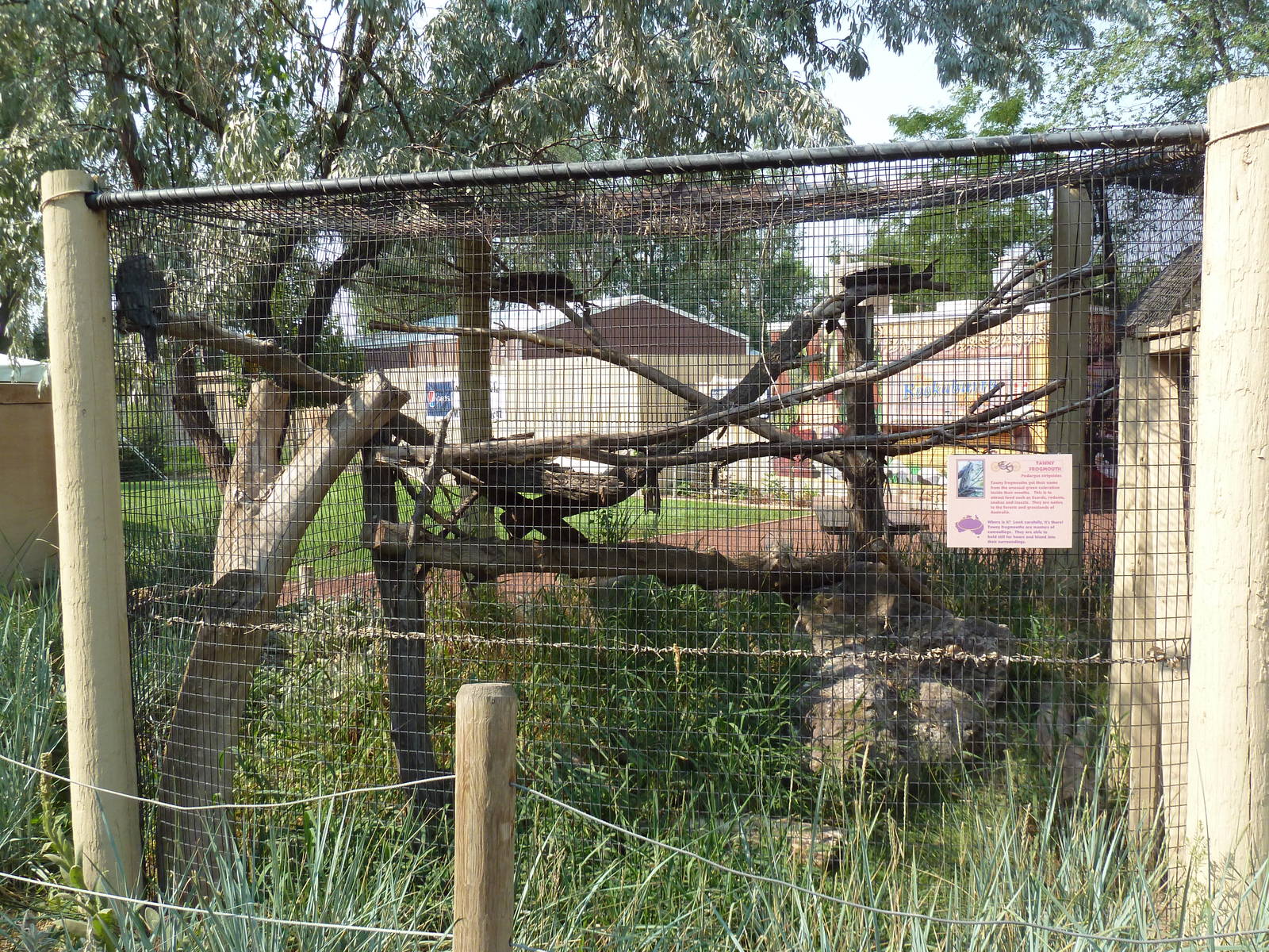 Tawny Frogmouth Exhibit