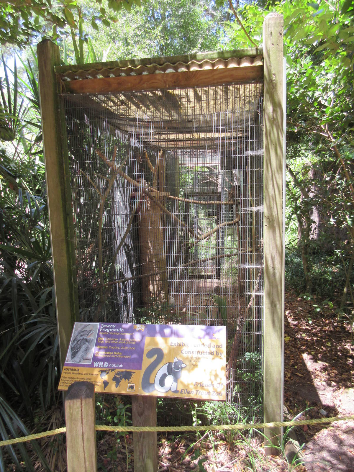 Tawny Frogmouth Exhibit