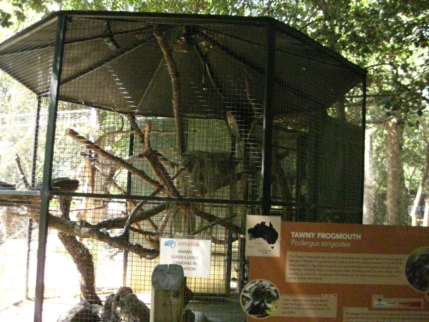 Tawny Frogmouth Exhibit
