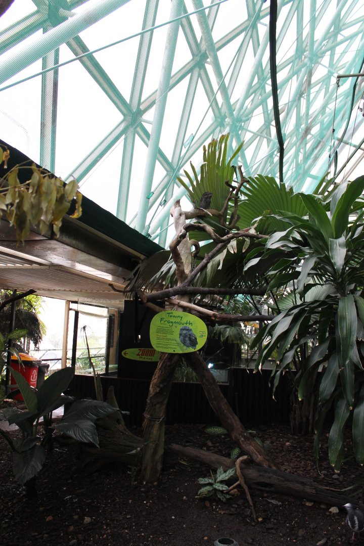 Tawny Frogmouth exhibit