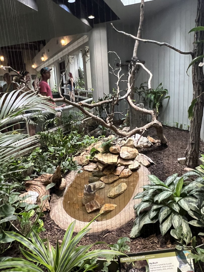 Tawny Frogmouth Exhibit