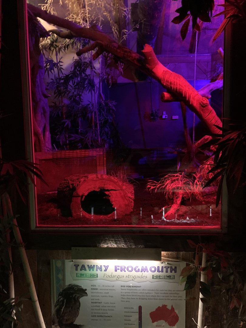 Tawny Frogmouth Exhibit