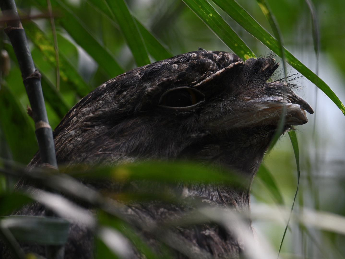 Tawny frogmouth - Feathers & Scales