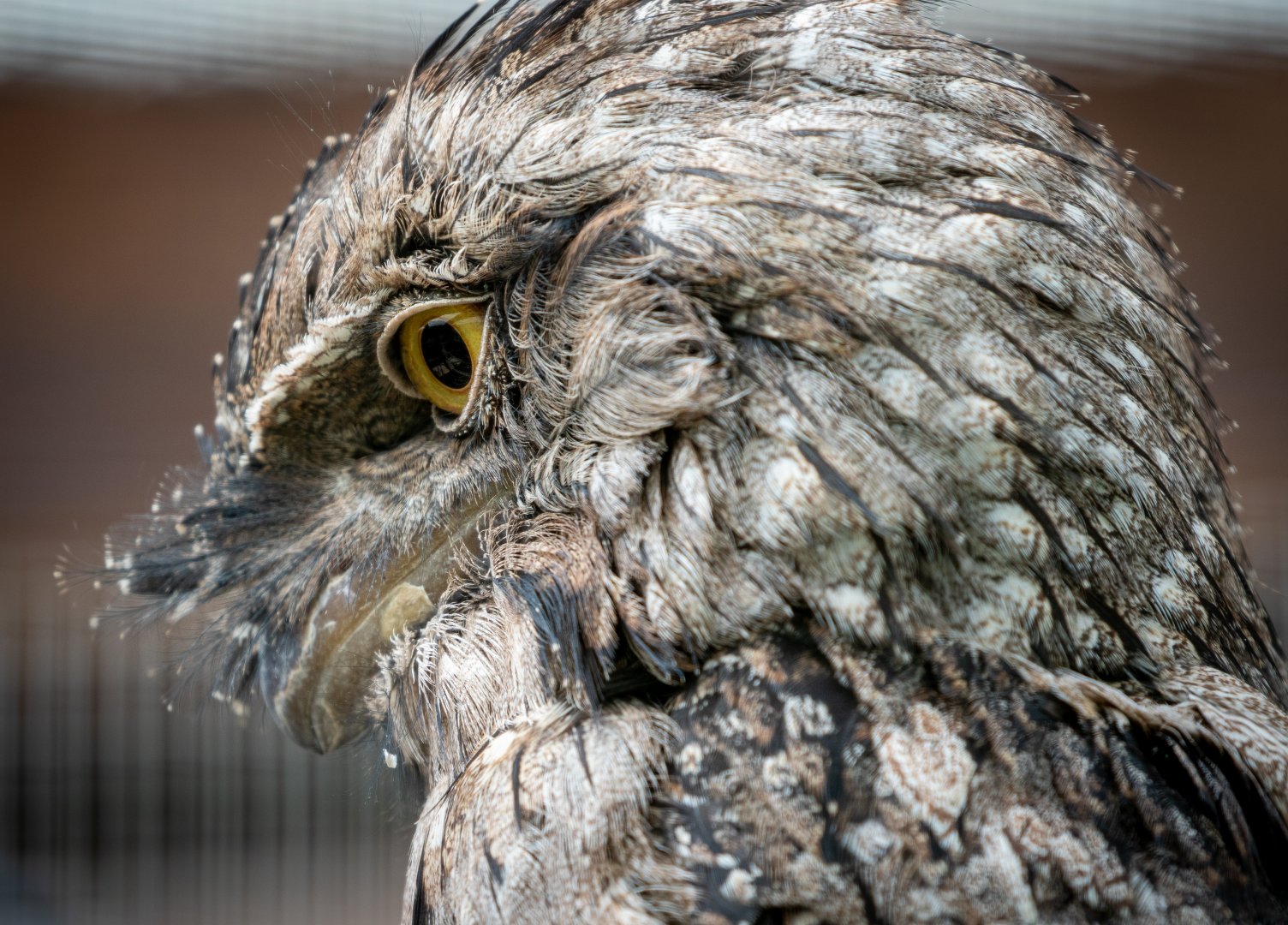 Tawny Frogmouth / Hamerton / 17-6-20