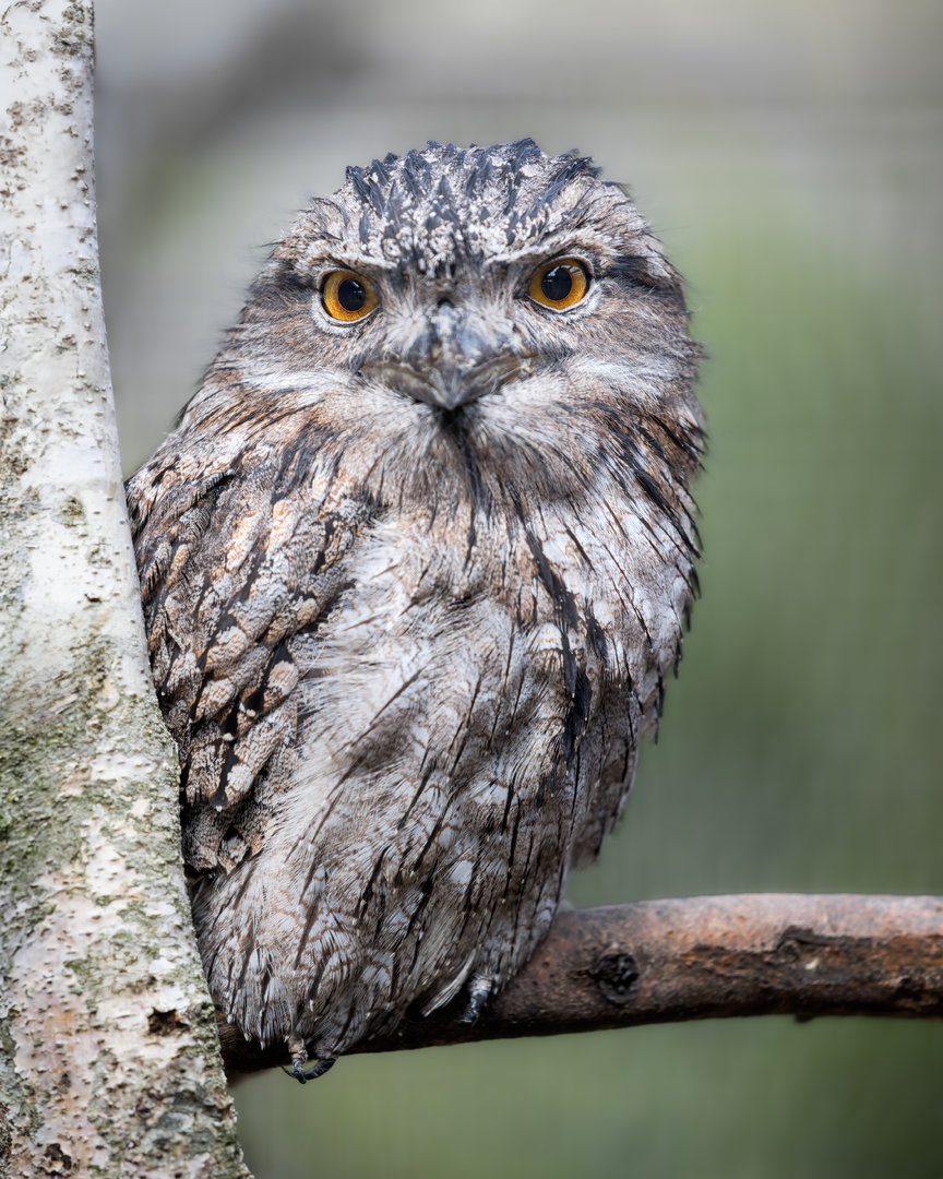 Tawny Frogmouth / Hamerton / 25-7-23