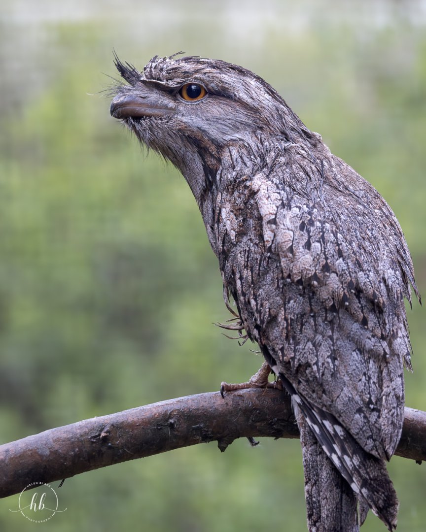 Tawny Frogmouth / Hamerton / 3-5-24