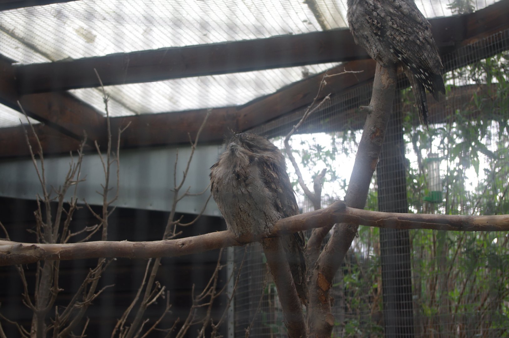 Tawny Frogmouth- Hamerton Zoo Park 6/3/2022