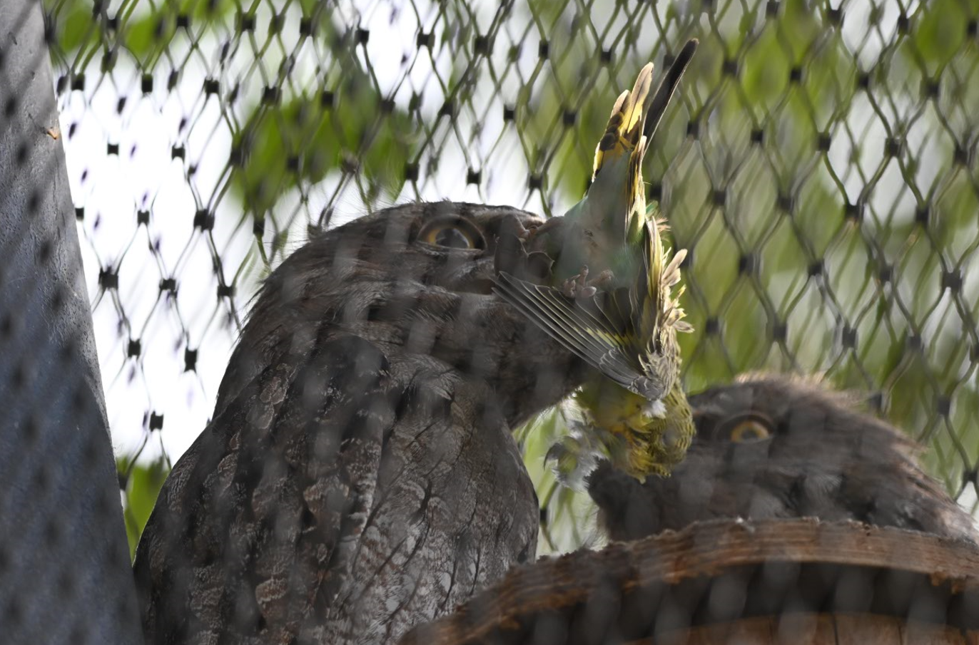 Tawny frogmouth having a snack...?