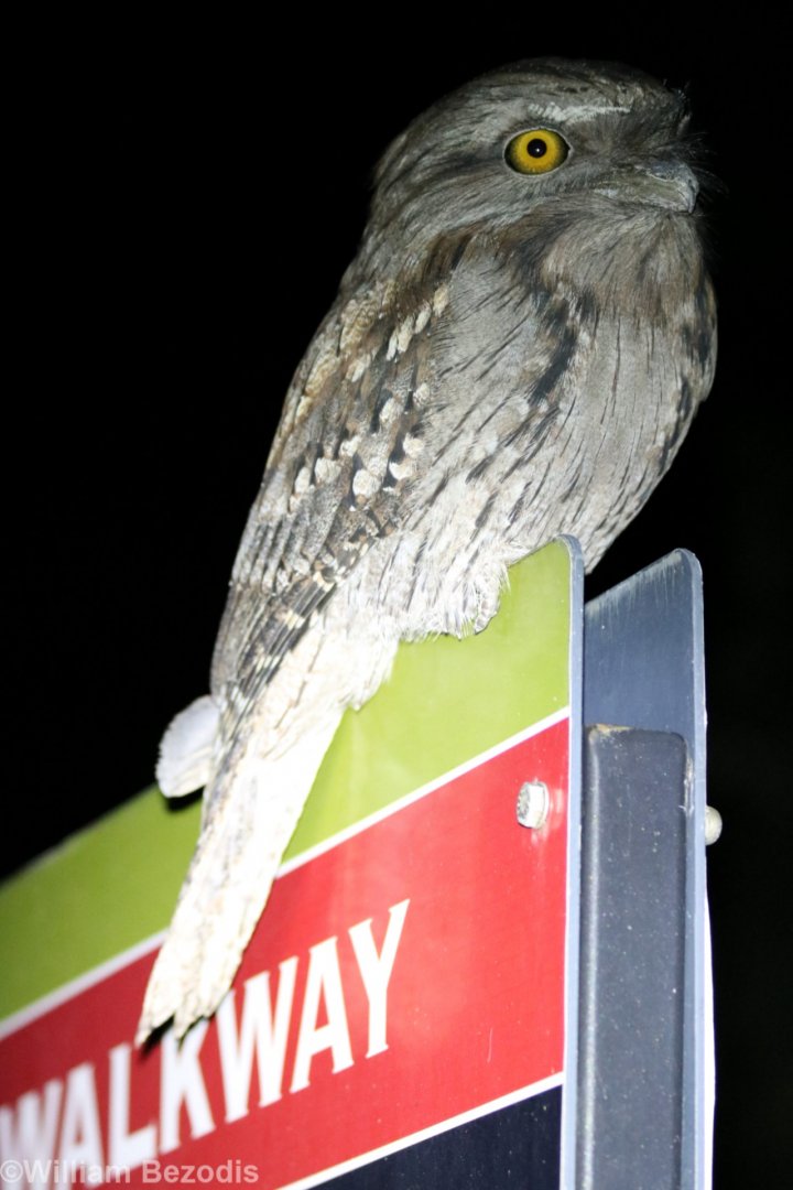 Tawny Frogmouth - King's Park