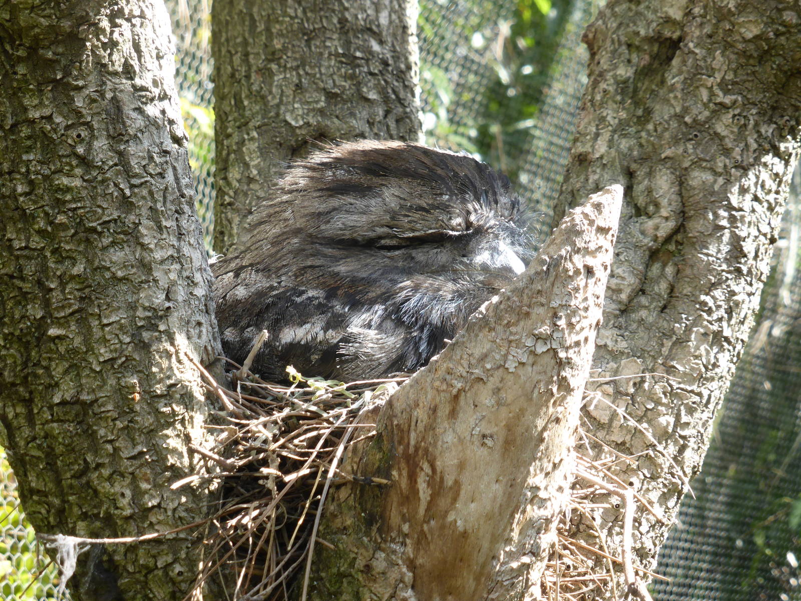 Tawny Frogmouth on nest
