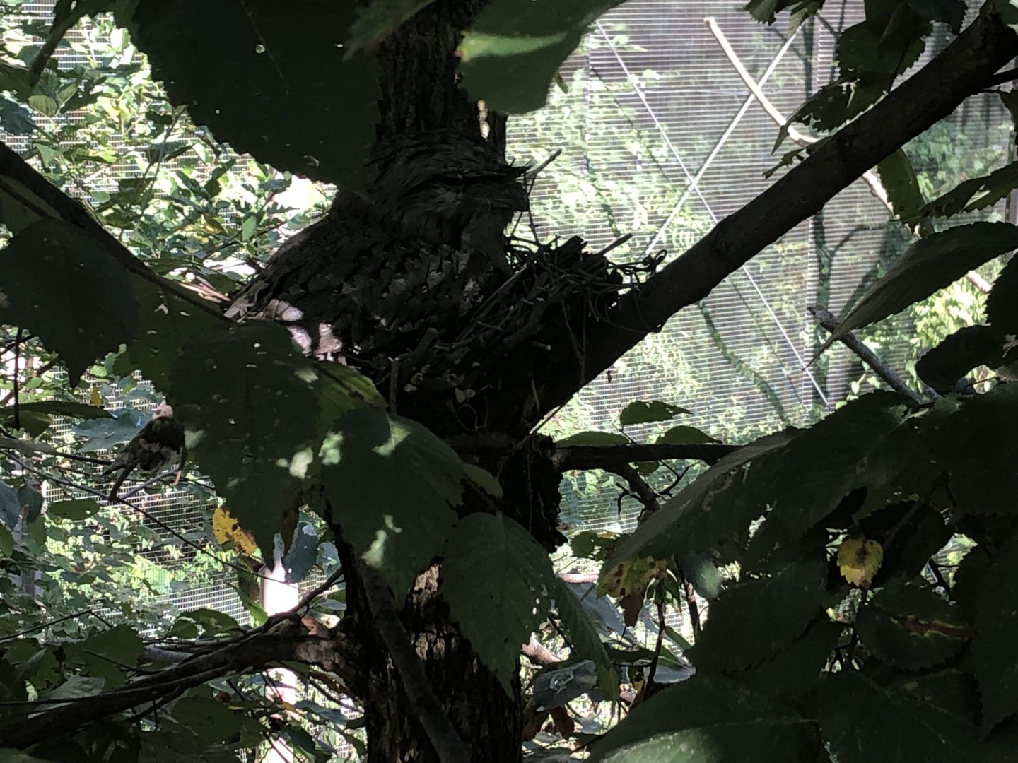 Tawny Frogmouth on Nest