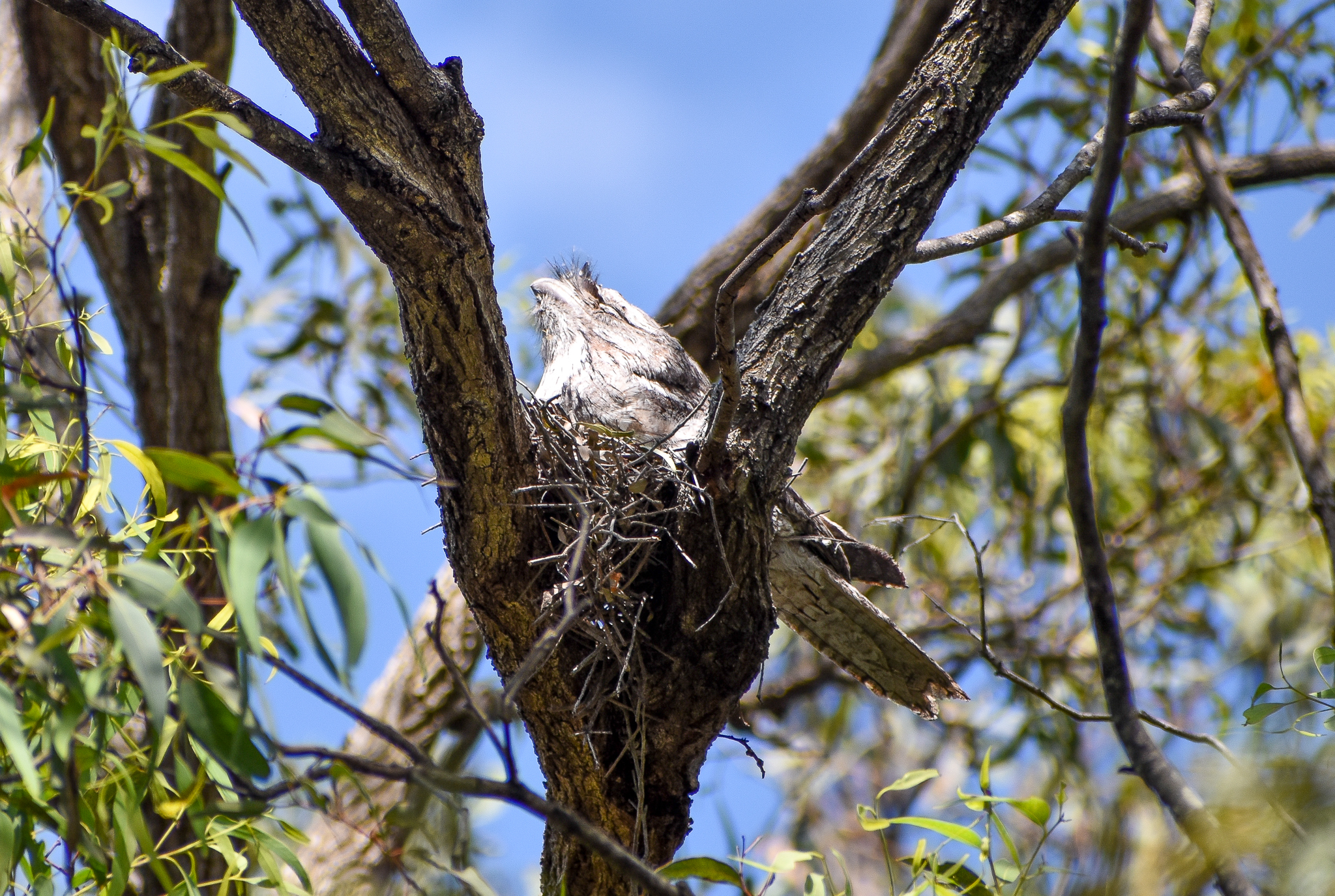 Tawny Frogmouth on nest