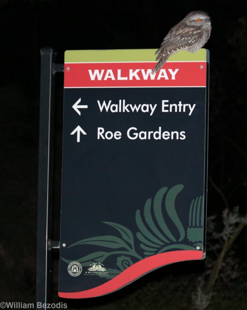 Tawny Frogmouth on Sign - King's Park