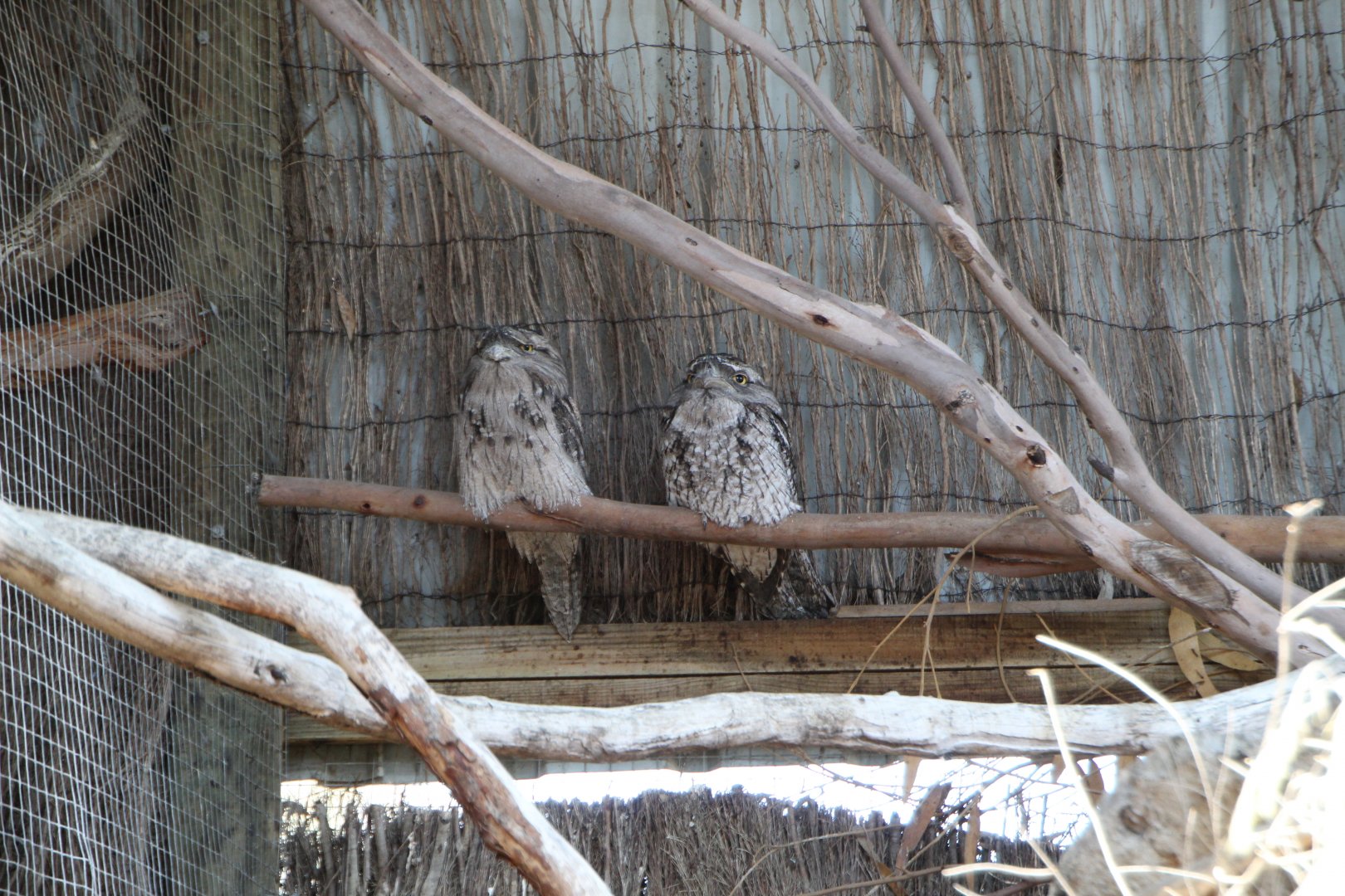 Tawny Frogmouth Pair