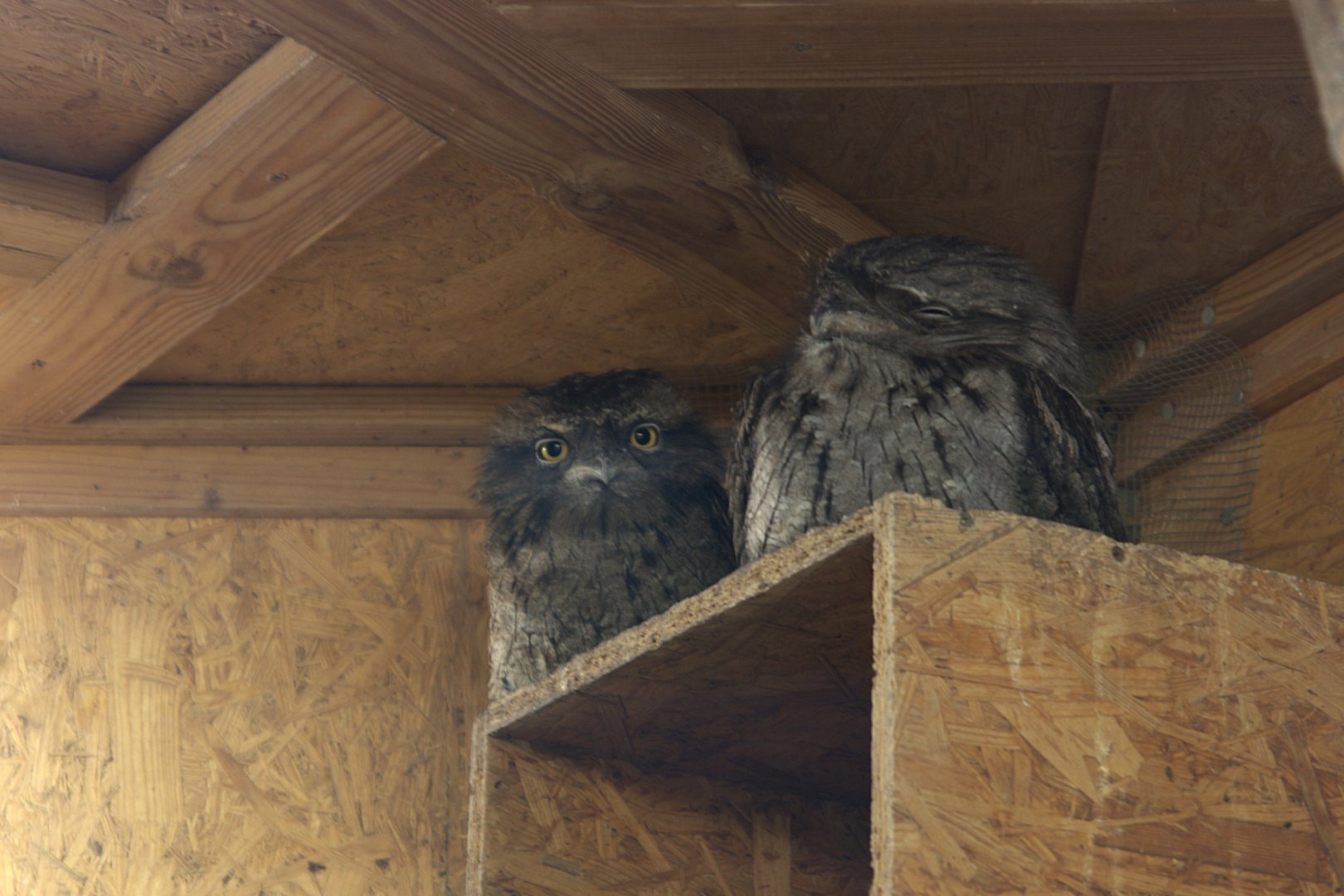 Tawny Frogmouth (Podargus strigoides), 13-09-25