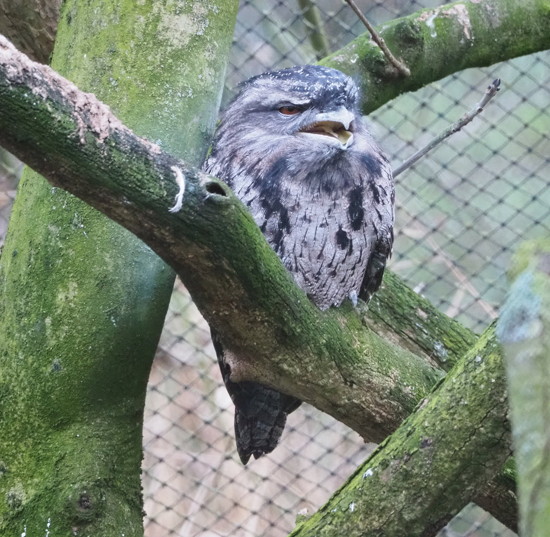 Tawny frogmouth (Podargus strigoides), 2022-01-02