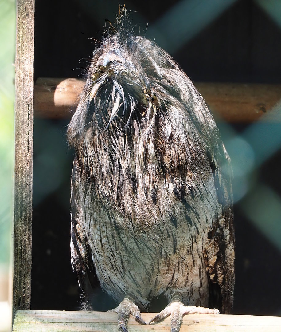 Tawny frogmouth (Podargus strigoides), 2023-05-19
