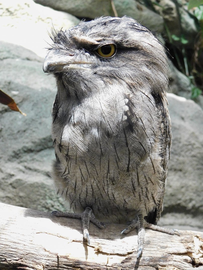 Tawny Frogmouth (Podargus strigoides) August 4, 2025
