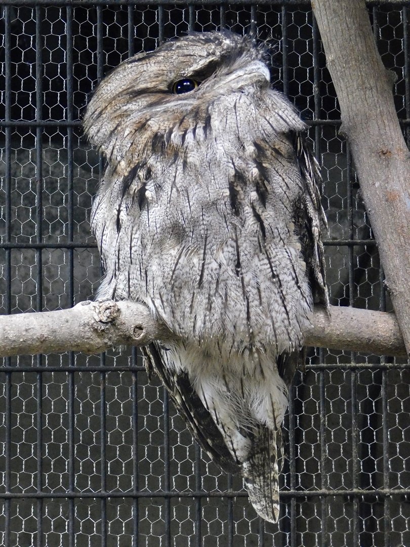 Tawny Frogmouth (Podargus strigoides) June 21, 2025