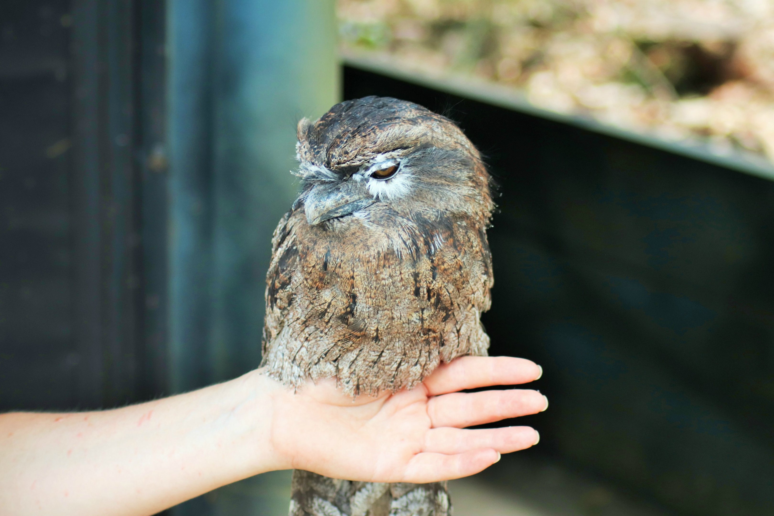 Tawny Frogmouth (Podargus strigoides)- Nocturnal Show