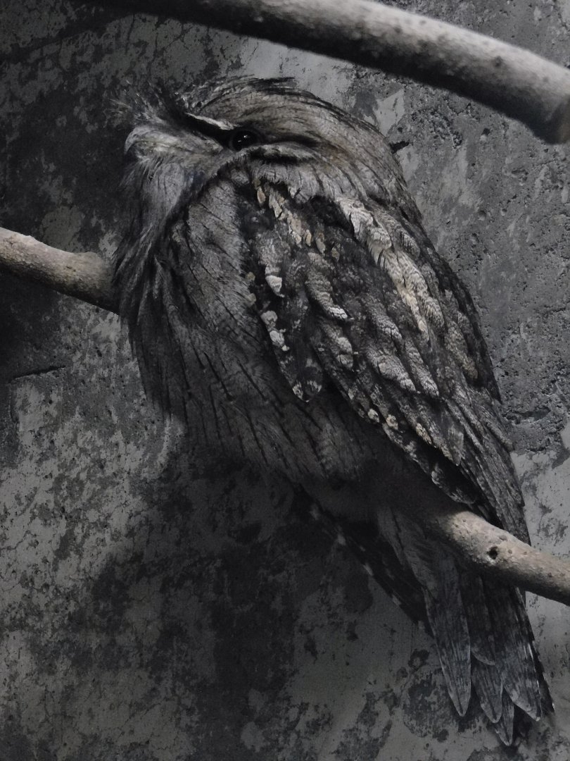 Tawny Frogmouth (Podargus strigoides) October 11, 2025