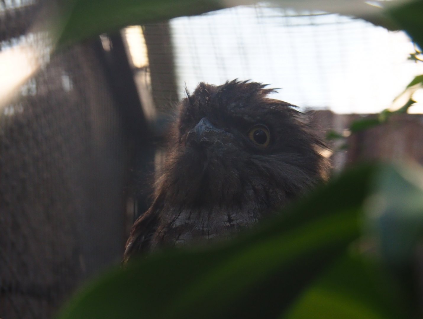 Tawny frogmouth (Podargus strigoides), Sep 2nd, 2018