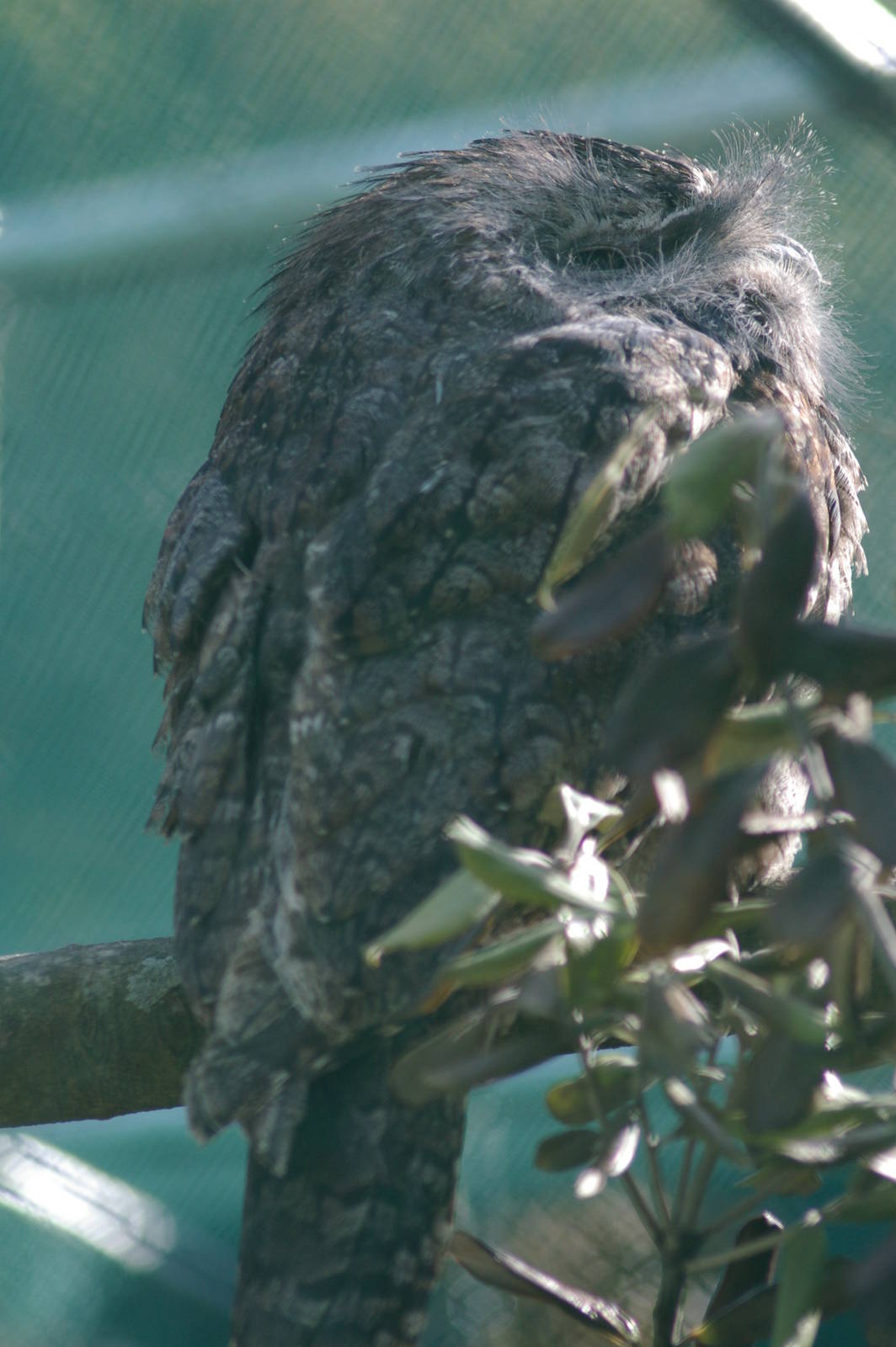 tawny frogmouth (Podargus strigoides)