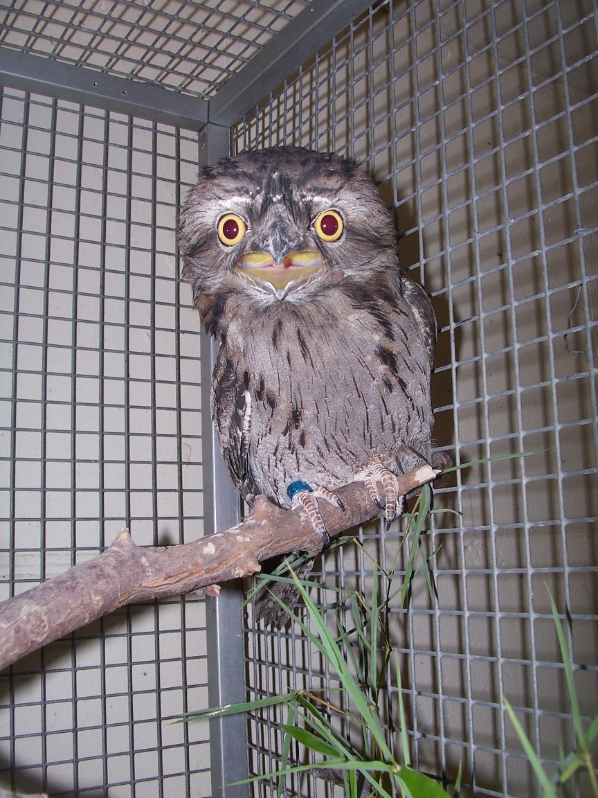 Tawny Frogmouth (Podargus strigoides)